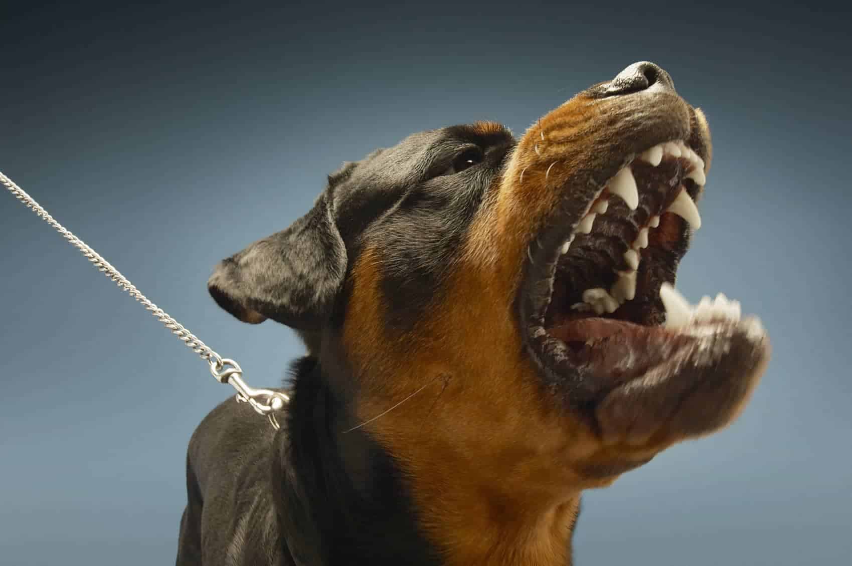 Morris County Dog Bite Lawyers