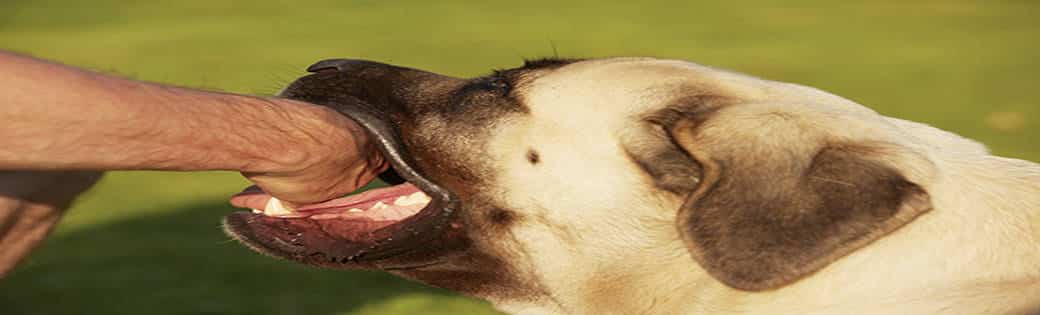 New Jersey Dog Bite Lawyers - Types Of Animal Attack Injury